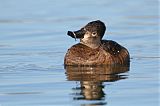 Ring-necked Duck